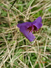 Osbeckia