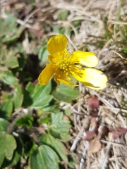 Ranunculus graniticola