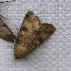 Heliothis punctifera