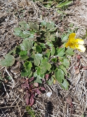 Ranunculus graniticola