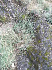 Paragymnopteris marantae marantae