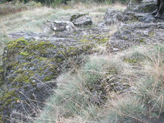 Paragymnopteris marantae marantae