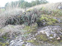 Paragymnopteris marantae marantae