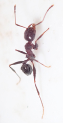 Pheidole tenuinodis
