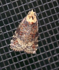 Cryptoptila australana