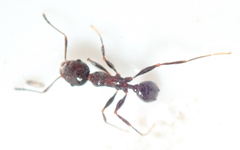 Pheidole tenuinodis