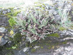 Paragymnopteris marantae marantae
