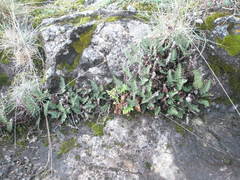 Paragymnopteris marantae marantae