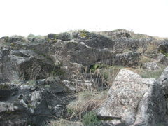 Paragymnopteris marantae marantae