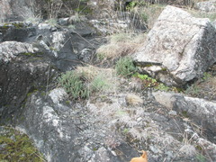 Paragymnopteris marantae marantae