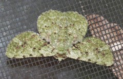 Aeolochroma viridicata