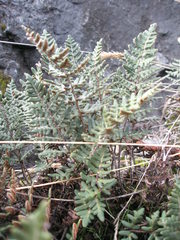 Paragymnopteris marantae marantae
