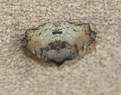 Aroana hemicyclophora