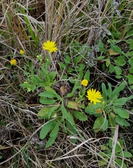 Heterotheca subaxillaris subaxillaris