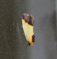 Acontia thapsina