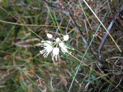 Allium ericetorum