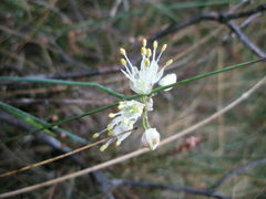 Allium ericetorum