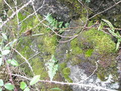 Asplenium adiantum-nigrum silesiacum