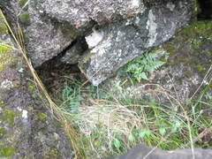 Asplenium adiantum-nigrum silesiacum