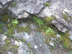 Asplenium adiantum-nigrum silesiacum