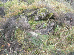 Asplenium adiantum-nigrum silesiacum