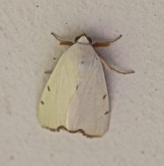 Xanthodes amata