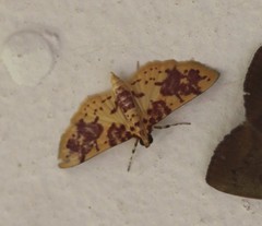 Conogethes haemactalis