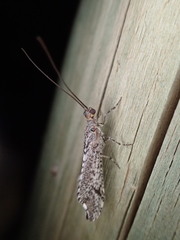 Trichoma gracilipenne