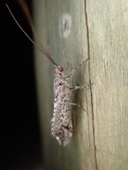 Trichoma gracilipenne