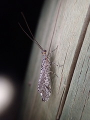 Trichoma gracilipenne