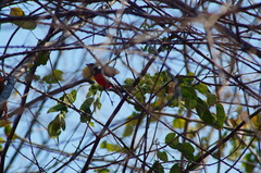 Granatellus venustus