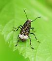Eurymycter