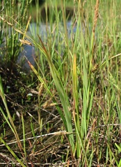 Carex paleacea