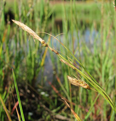 Carex paleacea