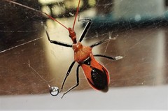 Gminatus wallengreni