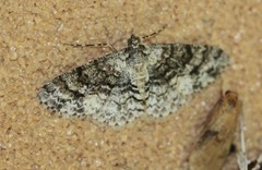 Myrioblephara desumpta