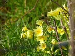 Primula elatior