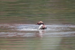 Podiceps auritus