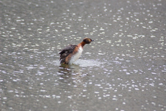 Podiceps auritus