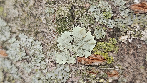 common greenshield lichen (Flavoparmelia caperata)