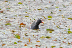 Gallinula chloropus
