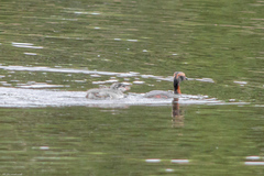 Podiceps auritus