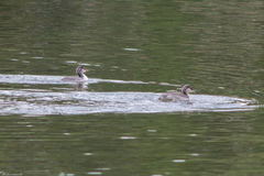 Podiceps auritus
