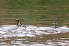 Podiceps auritus