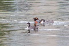Podiceps auritus