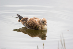 Chroicocephalus ridibundus