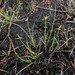 Carex pauciflora - Photo (c) Gennadiy Okatov,  זכויות יוצרים חלקיות (CC BY-NC), הועלה על ידי Gennadiy Okatov