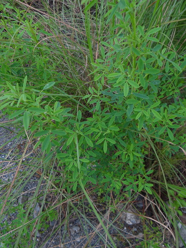 Image of Melilotus suaveolens by (c) 呂一起(Lu i-chi), some rights reserved (CC BY)