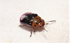 Platymela sticticollis