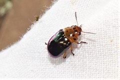 Platymela sticticollis